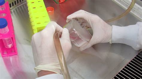 pbs washing cells plate protocol.